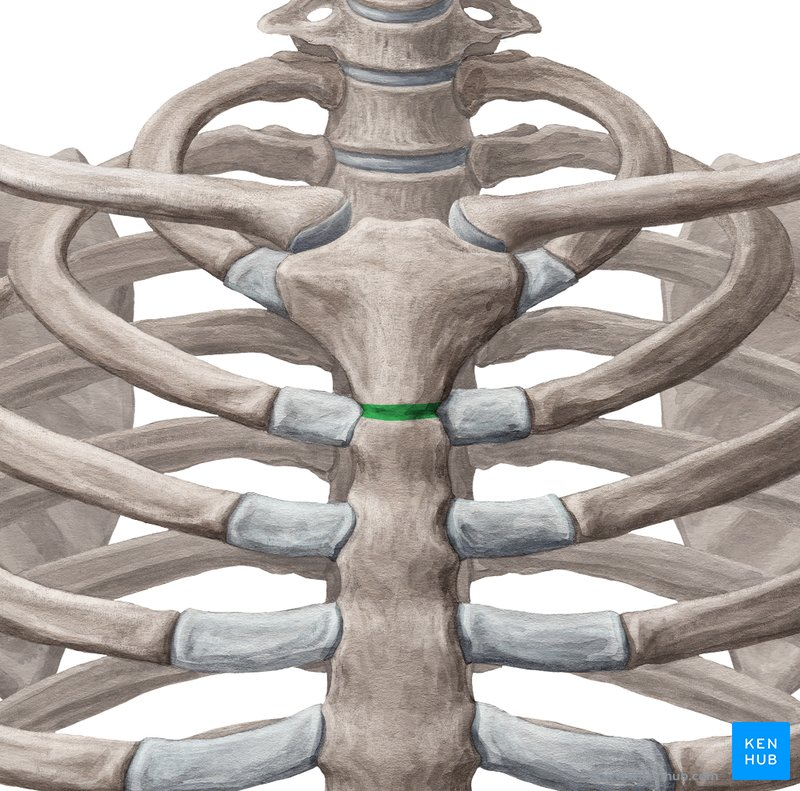 <p>What are the joints of the Sternum?</p>