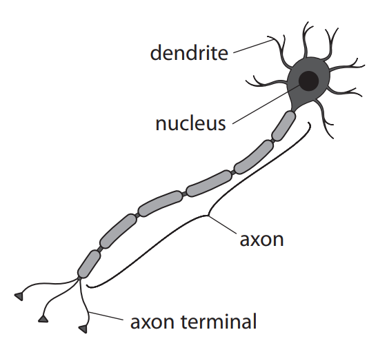 <p>Describe the structure of a motor neurone. (3)</p>