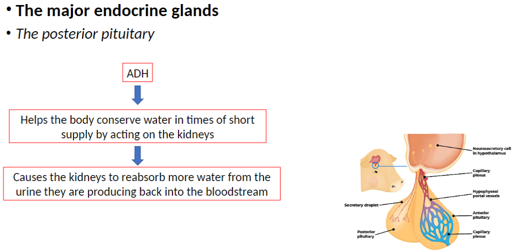 <p><strong>Function</strong><br> Helps the body <strong>conserve water</strong> during <strong>short supply</strong></p><p><strong>Mechanism</strong><br> Acts on the <strong>kidneys</strong><br> Causes <strong>reabsorption of water</strong> from urine back into the <strong>bloodstream</strong></p>