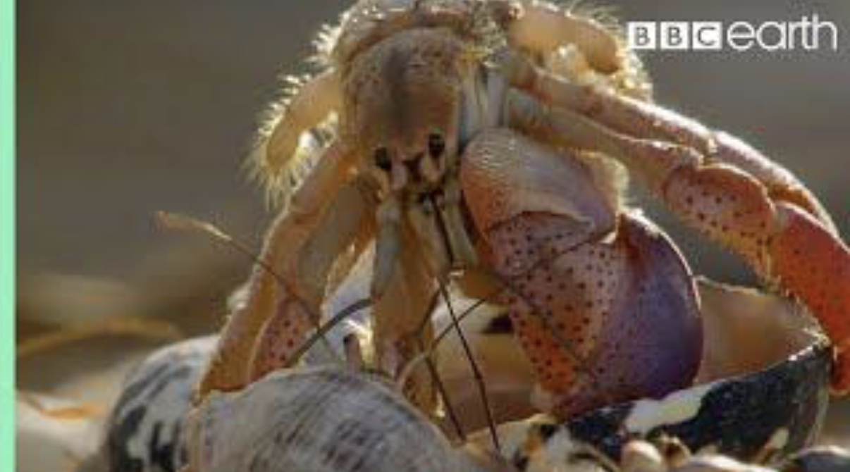 <p><u>Case Studies</u></p><p>• Hermit crabs</p><p>• Bird nests</p><p>• Mammal dens</p>