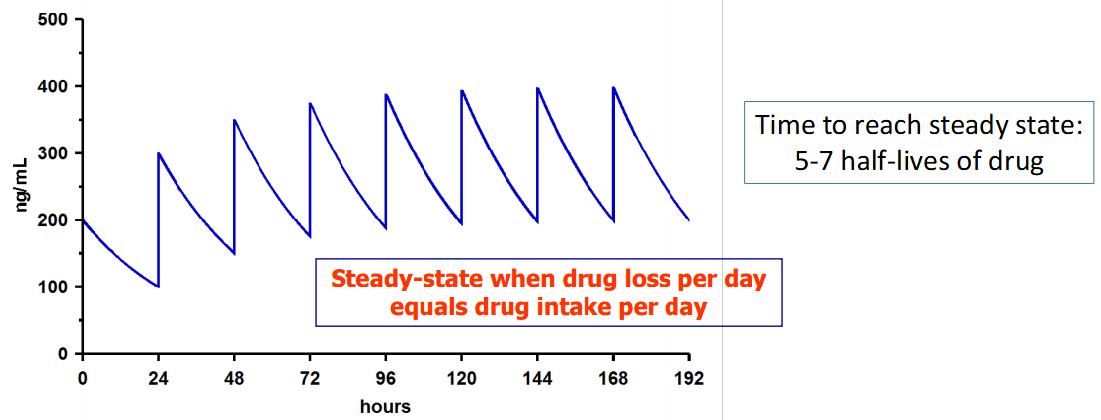 <p>when drug loss per day = drug intake per day</p>