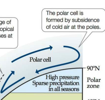 <p>circulation cell that occurs at the north and south pole</p>