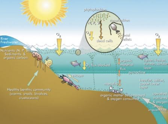 <p>less</p><p><span> Stratified, no mechanism to replenish bottom-water oxygen</span></p><p><span> Bacterial demand for oxygen for cellular respiration is high (organic matter from surface sinks and is decomposed), reducing oxygen content</span></p>