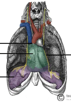 <p>What is the purple structure called </p>