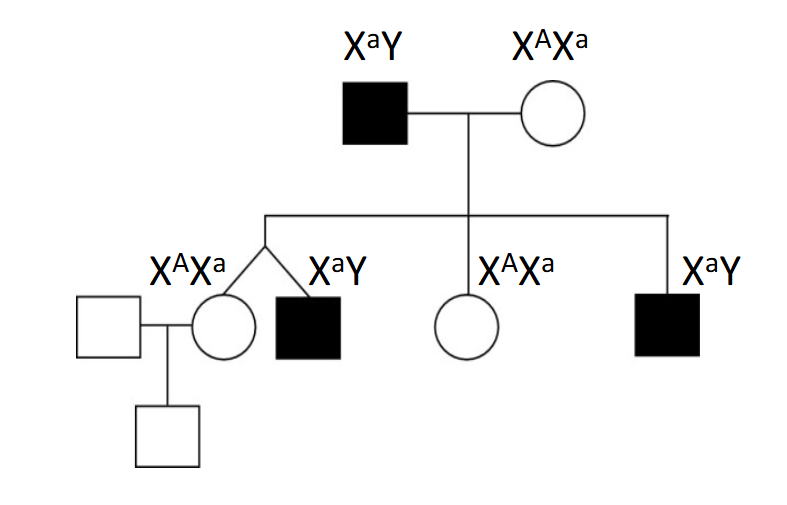 <p>Possible X-linked recessive model:</p><p>- The affected father is XᵃY.</p><p>- The mother is treated as XᴬXᵃ.</p><p>- Males are hemizygous because they have only one X chromosome.</p><p>- A male inheriting Xᵃ is affected.</p><p>.</p><p>Correct interpretation:</p><p>X-linked recessive inheritance is compatible with the pedigree but is not proven by it.</p>