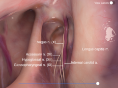 <p>Internal (medial) & External (lateral) carotid aa. </p><p>Cranial sympathetic trunk (medial)</p><p>CN 7, 9, 10, 11, 12 (medial)</p>