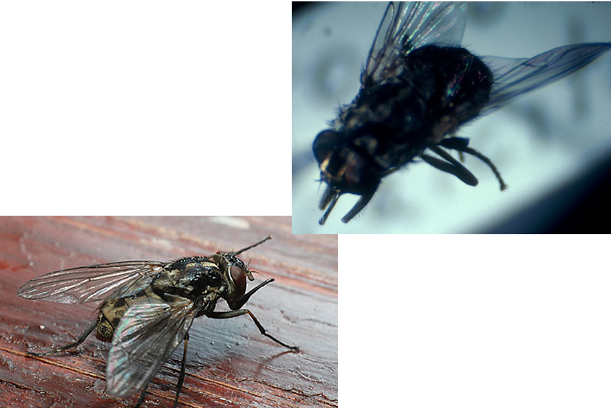 <p>Stable Fly</p>