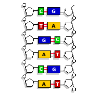 <p>Adenine pairs with Thymine</p><p>Cytosine pairs with Guanine</p>