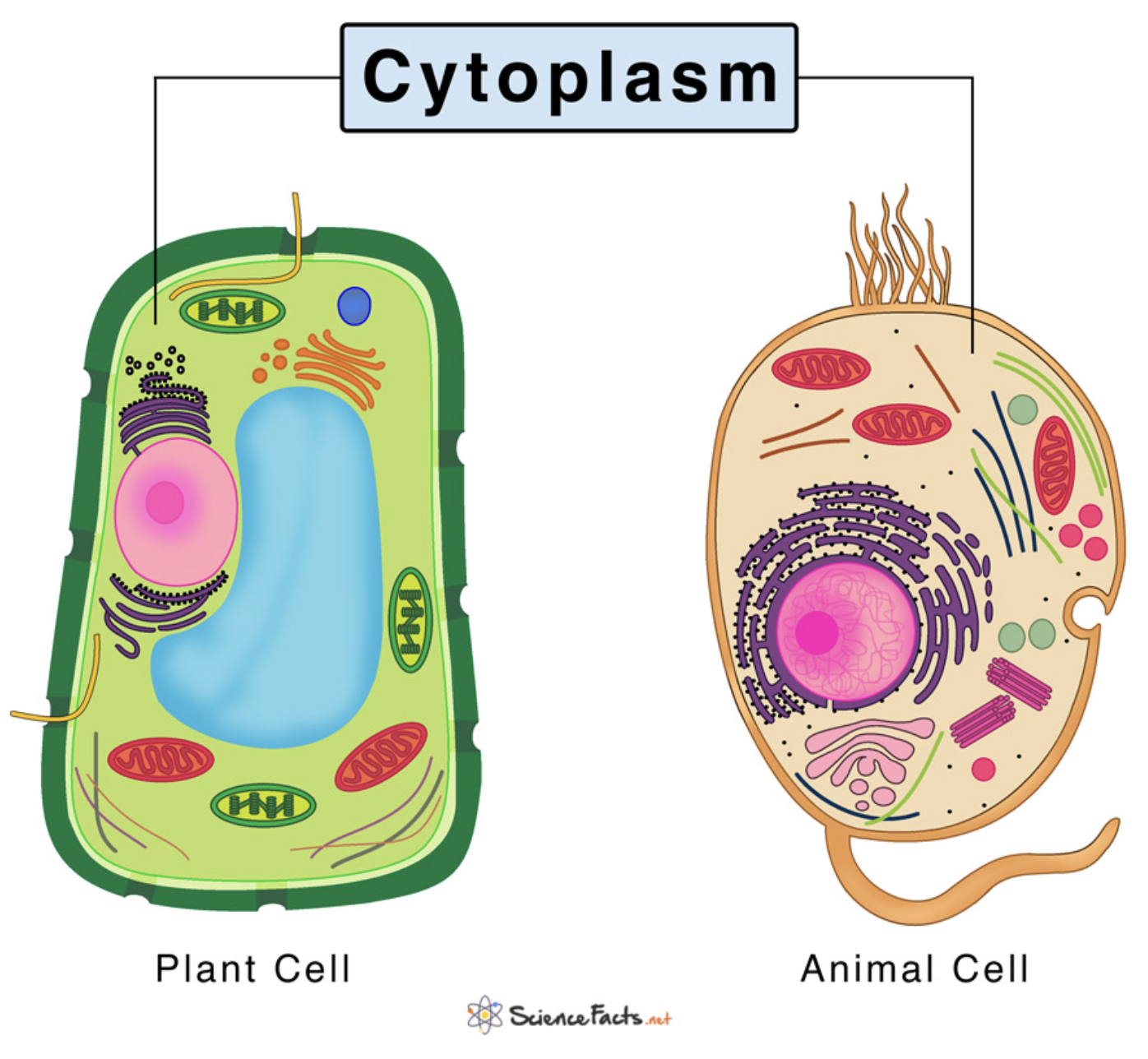 <p>fluid inside the cell that helps maintains cell shape</p>