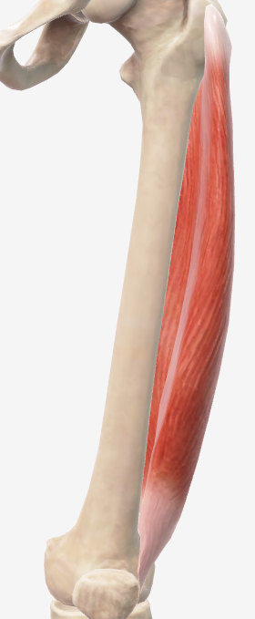 <p><strong><u>Origin:</u></strong></p><p>Intertrochanteric line</p><p>Greater trochanter</p><p>Gluteal tuberosity</p><p>Lateral lip of linea aspera of the femur</p><p></p><p><strong><u>Insertion:</u></strong></p><p>Patella tendon into the tibial tuberosity</p><p></p><p><strong><u>Movement:</u></strong></p><p>Knee extension</p>