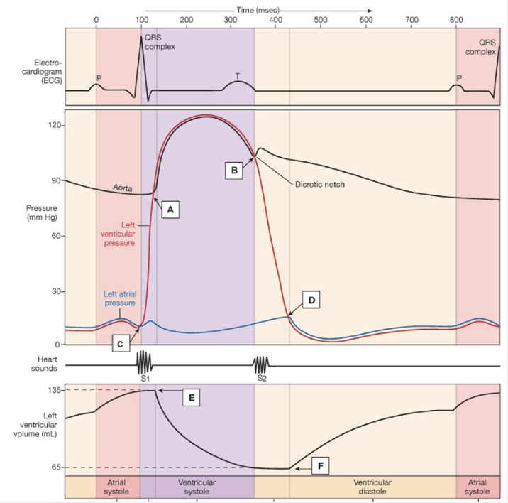 <ul><li><p>Diastolic → point A → # closest to point</p></li><li><p>Systolic → heart contracts → highest point</p></li><li><p>end diastolic → heart relaxes → increasing volume</p></li><li><p>end systolic → heart empties → decreases volume</p></li><li><p>electric activity → P-wave, QRS, T-wave</p></li><li><p>heart sounds → valves closing</p></li></ul><p></p>