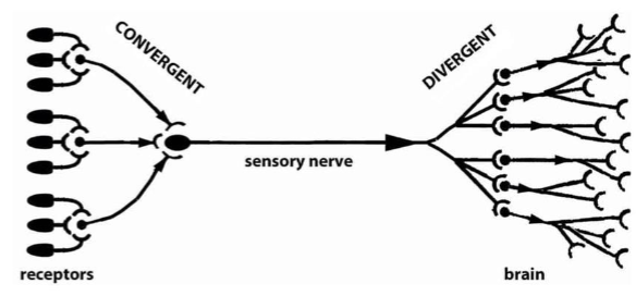 <p>the integrated information can be transmitted to a few or thousands of other</p><p>neurons.</p>