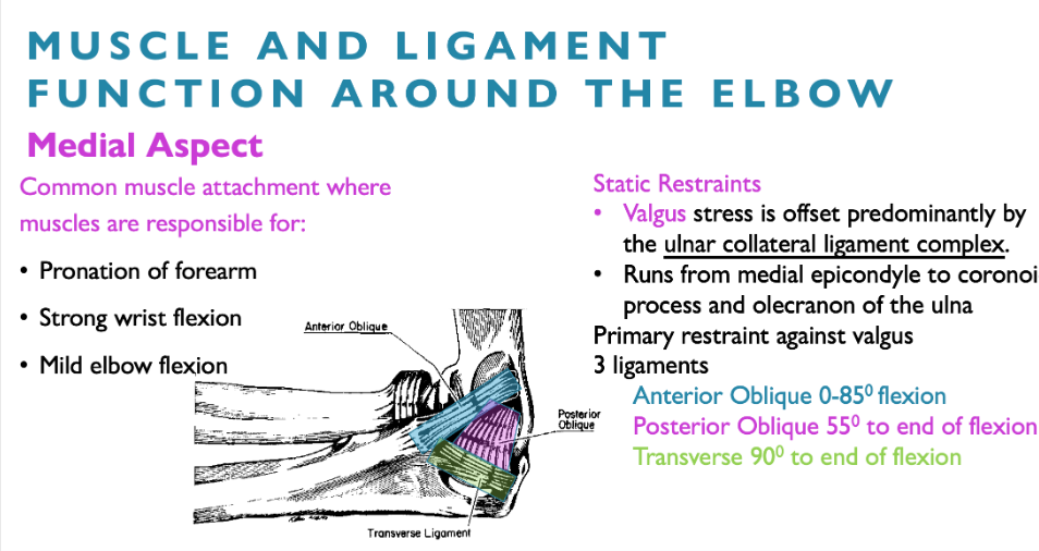 <ul><li><p>anterior oblique 0-85 flexion</p></li><li><p>posterior oblique 55 to end of flexion</p></li><li><p>transverse 90 to end of flexion</p></li></ul><p></p>