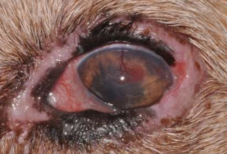 <p>What clinical sign is often seen with drug reaction blepharitis? This can be due to preservatives in topical medications, plus neomycin and dorzolamide generally.</p>