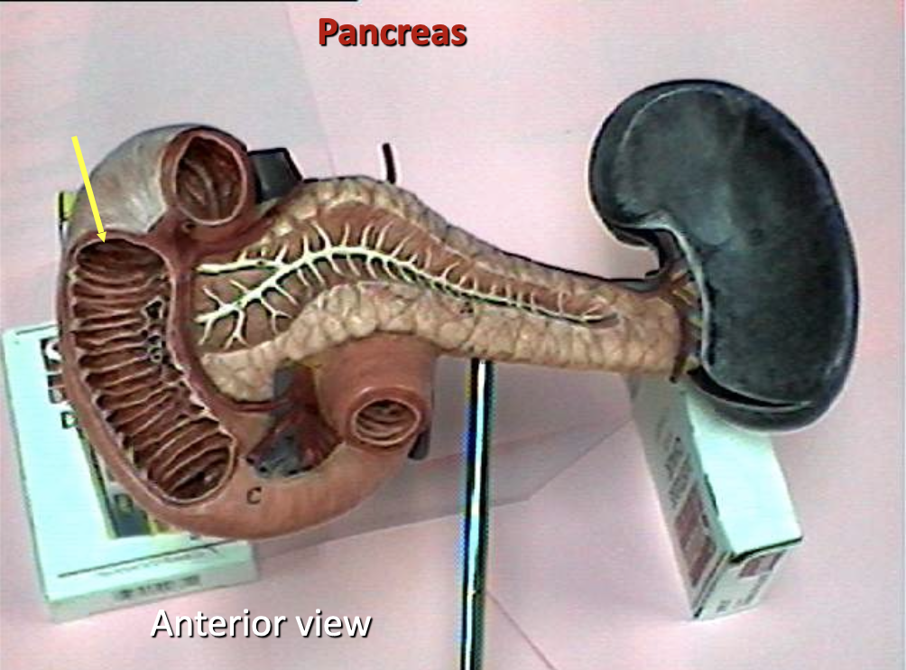<p>Identify the organ.</p>