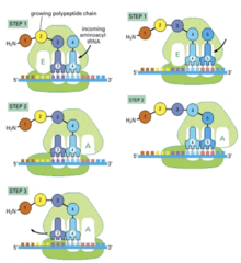<p>Translocation</p>