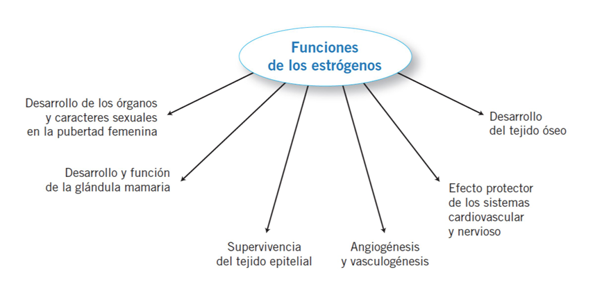<ul><li><p>Acciones proliferativas, tróficas y antiapoptóticas de las células epiteliales.</p></li><li><p>Reproductor: desarrollo estructuras reproductoras y mama durante la pubertad.</p></li><li><p>Hueso: potencia el crecimiento del hueso (pubertad) e induce el cierre de las placas epifisarias. Promueve el mantenimiento de la masa y densidad óseas</p></li><li><p>Cardiovascular: protege contra la aterosclerosis (aumenta HDL, disminuye LDL y estimula la reparación del endotelio). Activa la angiogénesis e induce vasodilatación.</p></li><li><p>Sistema nervioso: Tienen acción neuroprotectora y promotora de la supervivencia de neuronas amenazadas por isquemia, tóxicos y agresiones propias de enfermedades neurodegenerativas.</p></li></ul><p></p>