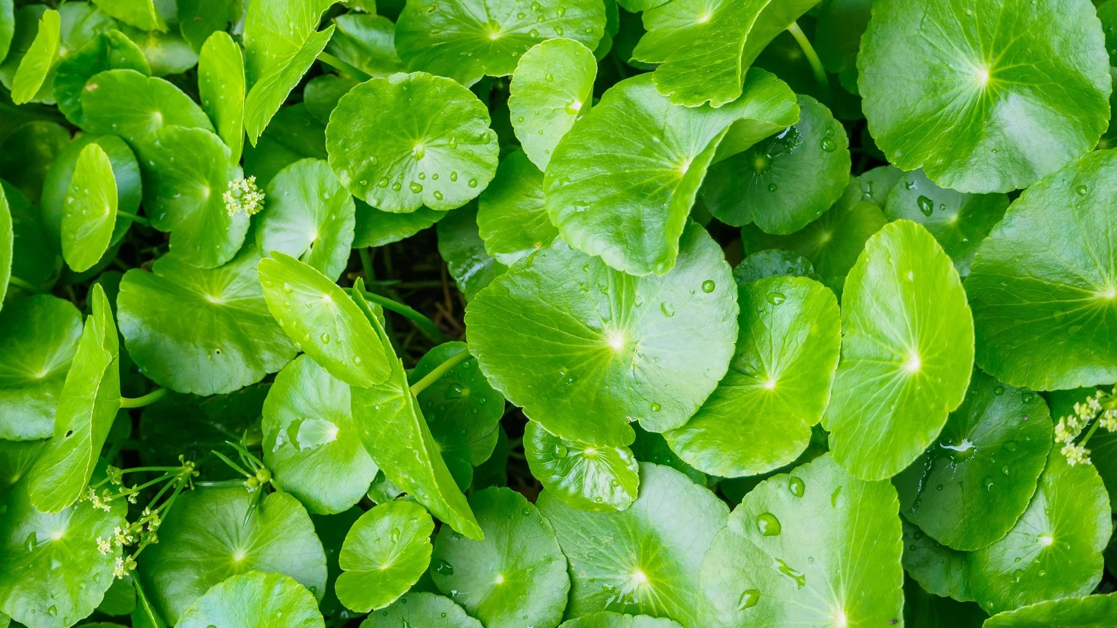 <p><strong>Common Name</strong>: <span style="background-color: transparent; font-family: "Helvetica Neue", sans-serif;">Spadeleaf, Asiatic Pennywort, Gotu Kola</span></p><p><strong>Parts Used</strong>: <span style="background-color: transparent; font-family: "Helvetica Neue", sans-serif;">Leaves, flowers, and stalks.</span></p><p><strong>Use/s</strong>: Skin diseases (psoriasis and eczema), antioxidant, wound healing, mental enhancement, renal difficulties</p><p><strong>Major Metabolites</strong>: <strong><u>Pentacyclic tetraterpenoids</u></strong><u>,</u><strong> <u>triterpenoid glycoside</u></strong>; asiaticoside, madecassoside (triterpenoid saponins)</p>