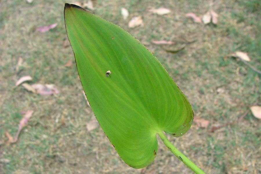 <p>pickerelweed</p>