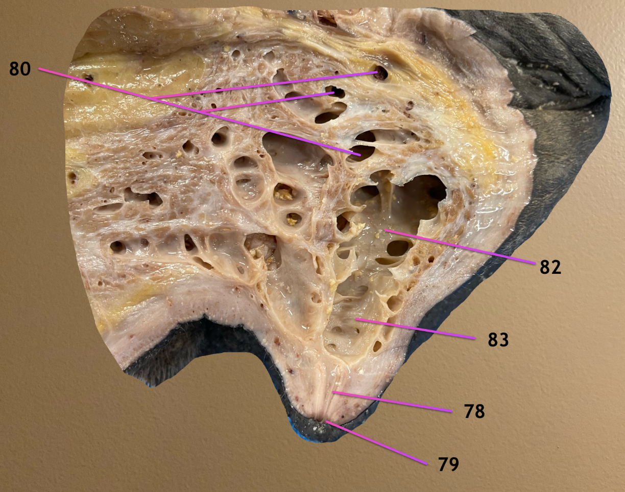 <p>sagittal section of mammary gland</p><p>.</p><p>label 78, 80, 82, 83</p>