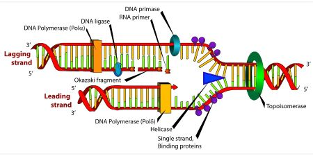 <p>hold DNA strands separate, stabilize unwound DNA</p>