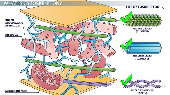 <p>intricate network of <strong>protein</strong> <strong>filaments</strong> </p><ul><li><p>structural support, maintains shape </p></li></ul><p></p>
