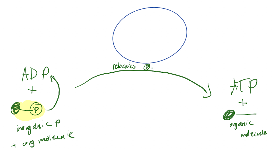 <p>An enzyme that synthesizes ATP through the relocation of an inorganic phosphate attached to an organic molecule, forming ATP and an organic molecule</p>