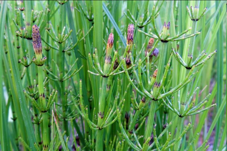 <p>Equisetum fluviatile (Water Horsetail)</p>