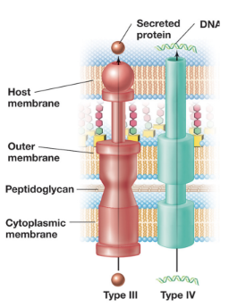 <ul><li><p>Deliver proteins directly from the bacterial cytosol into the cytosol of a a target cell (can be either prokaryotic or eukaryotic)</p></li><li><p>Structurally related to the bacterial flagellar apparatus, this system forms a needle-like complex that spans both membranes</p></li><li><p>Once contact is established, the tip of the injectisome forms a translocation pore in the host membrane, allowing effector proteins to be injected directly into the host cell</p></li><li><p>Protein export is powered primarily by the PMF, although ATP is used to prepare and load substrates</p></li><li><p>T3SS is commonly used by pathogenic bacteria to deliver cytotoxins, and by symbiotic bacteria (e.g. rhizobia) to deliver signaling molecules (e.g. Nod factors) into host cells</p></li></ul><p></p>