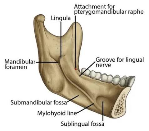 <p>Depression on the back of the mandible under the mylohoid line</p>
