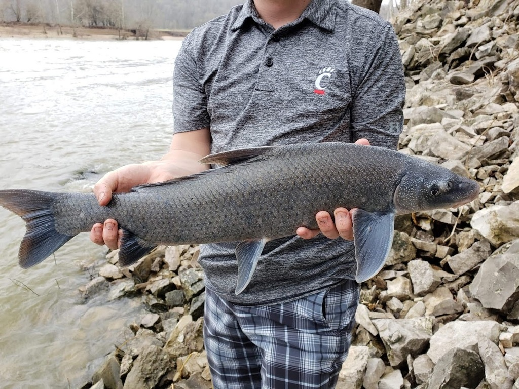<p>Blue, less steam-lined but not nearly a deep bodied as buffalo. Look for characteristic <strong>sickle shaped dorsal fin. </strong></p>