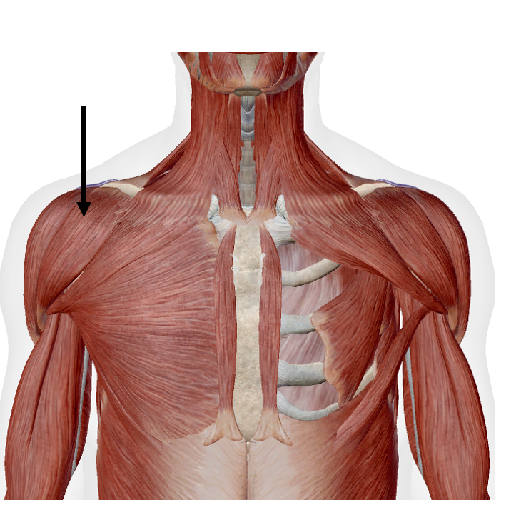 <p>Identify the name of the muscle that the arrow is pointing to in the image.</p>