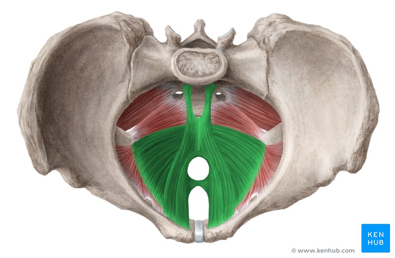 <ul><li><p>levator ani </p><ul><li><p>anterior 2/3rd of the pelvic diaphragm </p></li></ul></li></ul><p></p>