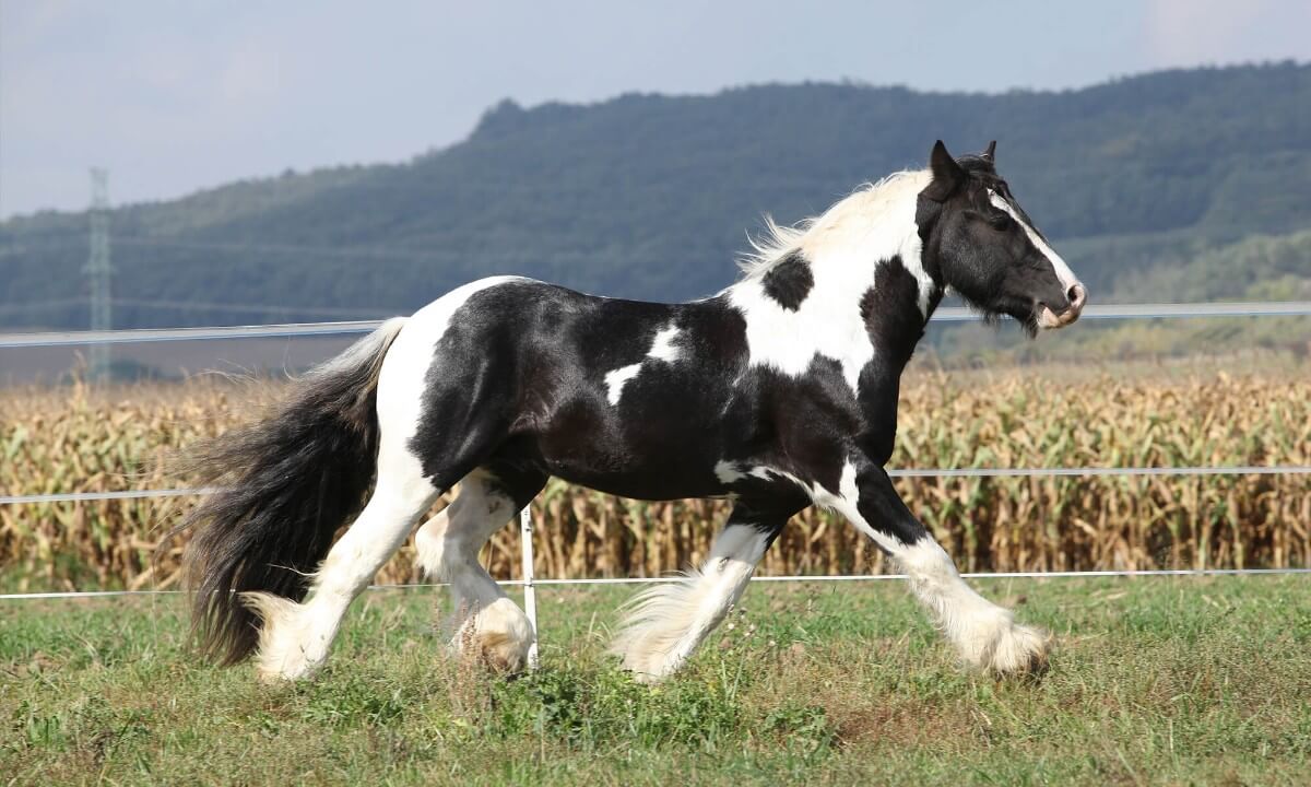 <p>Black and white pinto horse</p>