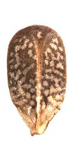 <p>Identify the seed</p>