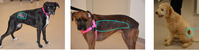 <p>what disease is this?</p>