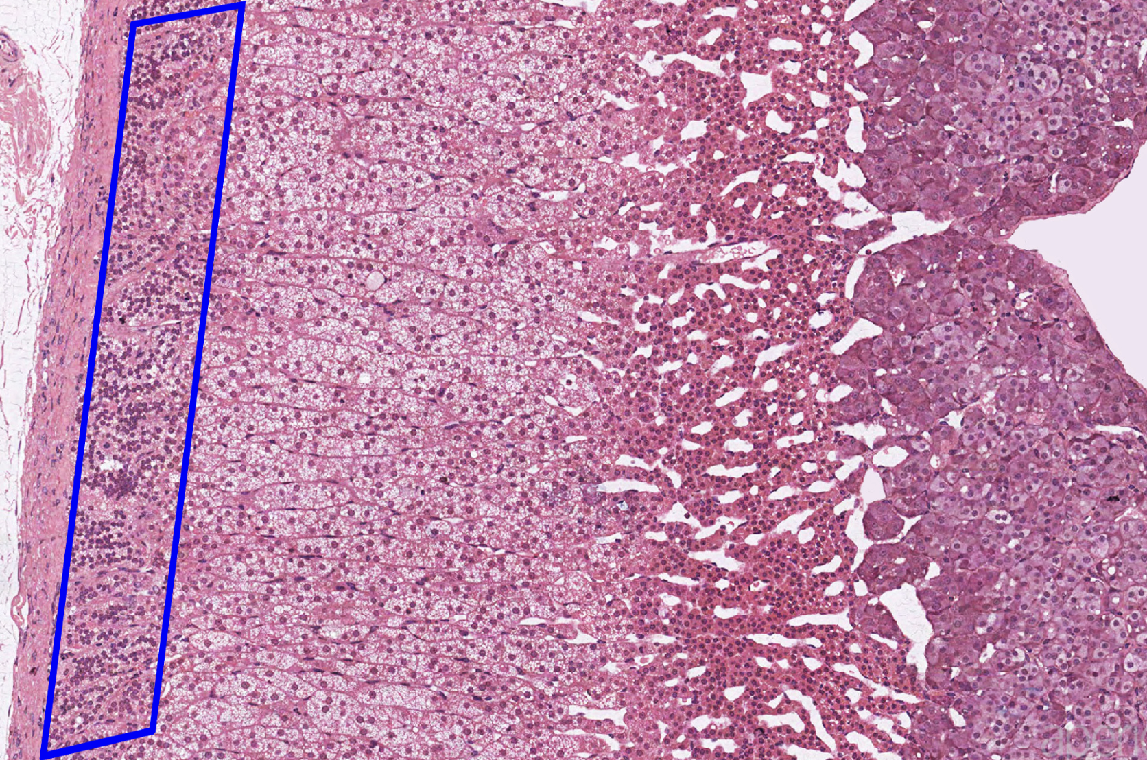 knowt flashcard image