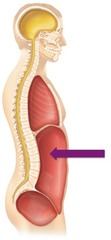<p>Contains stomach, intestines, spleen, liver, and other organs</p>