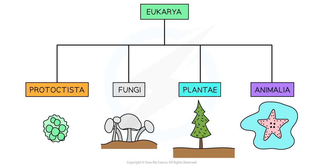 <ol><li><p>Kingdom <strong>Animalia</strong></p></li><li><p>Kingdom <strong>Protista</strong></p></li><li><p>Kingdom <strong>Fungi</strong></p></li><li><p>Kingdom <strong>Plantae</strong></p></li></ol><p></p>