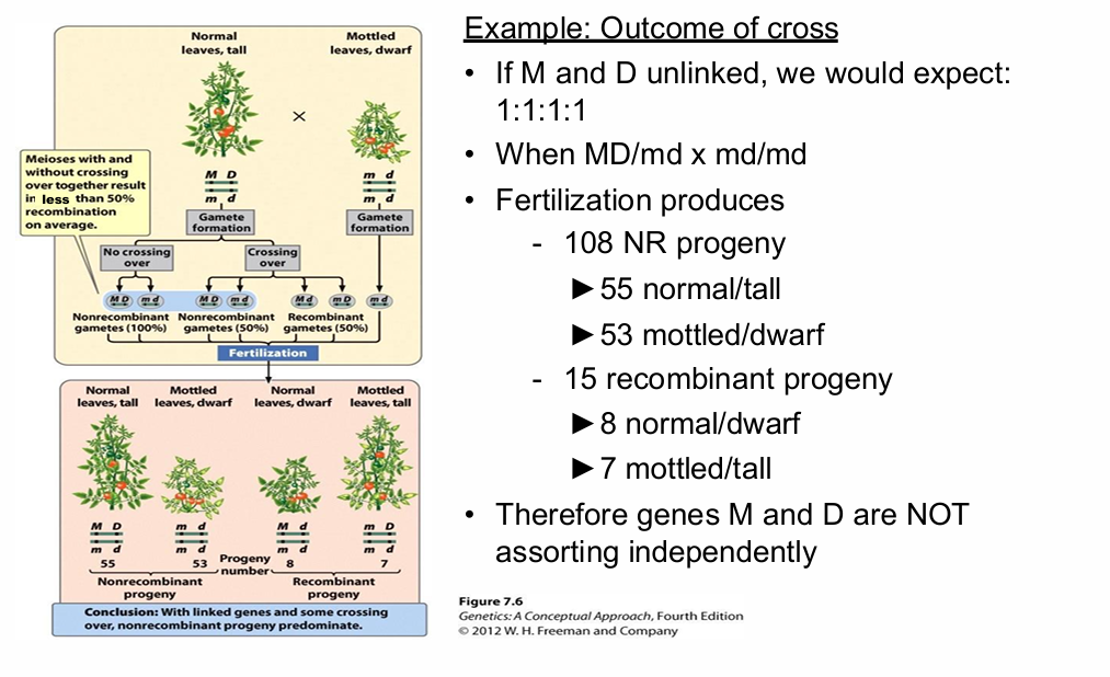<p>What progeny were actually observed in the tomato testcross?</p>