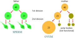 <p>Spermatogenesis: 4 gametes made, no polar bodies; Oogenesis: 1 gamete and three polar bodies</p>