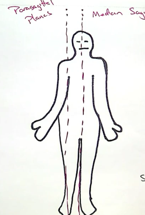 <p>planes on the sides of the median sagittal plane</p>