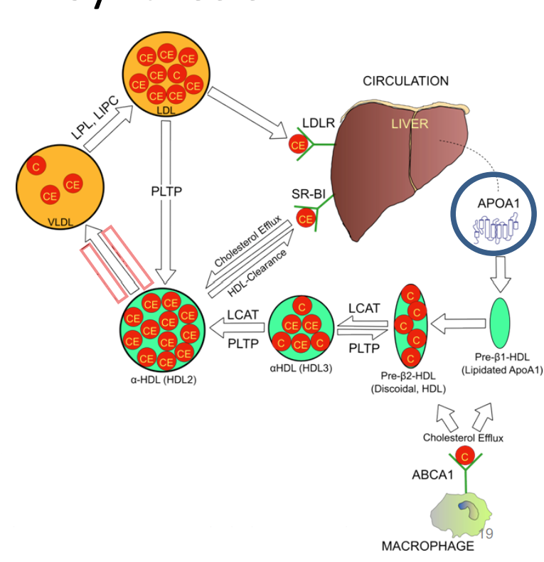 <p>__________ transfers cholesteryl esters from HDL2 to VLDL/LDL in exchange for ___________.</p>
