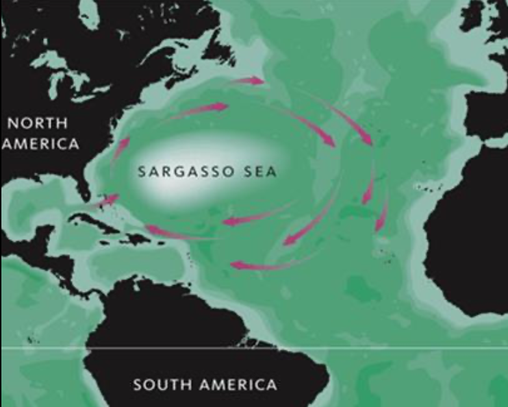 <p>Sargasso Sea, near North America and South America.</p>