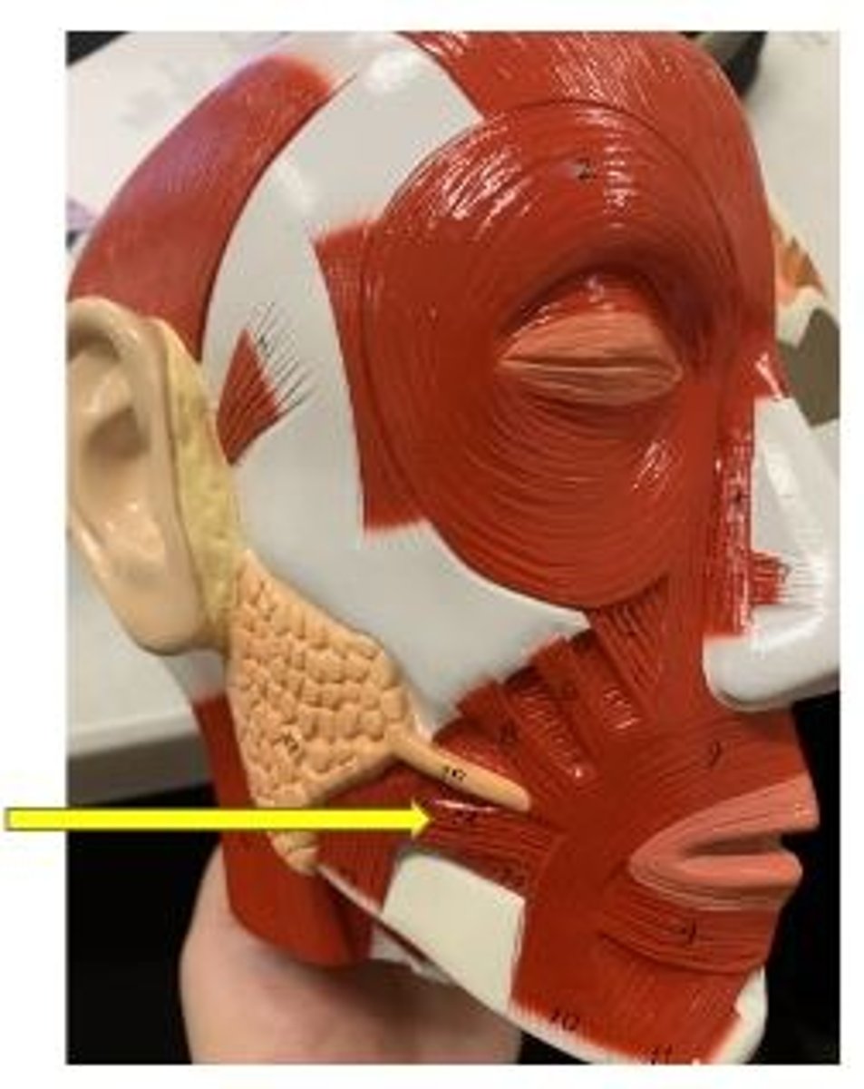 <p>draws corner of mouth laterally</p>