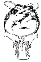 <p>Describe this position</p>