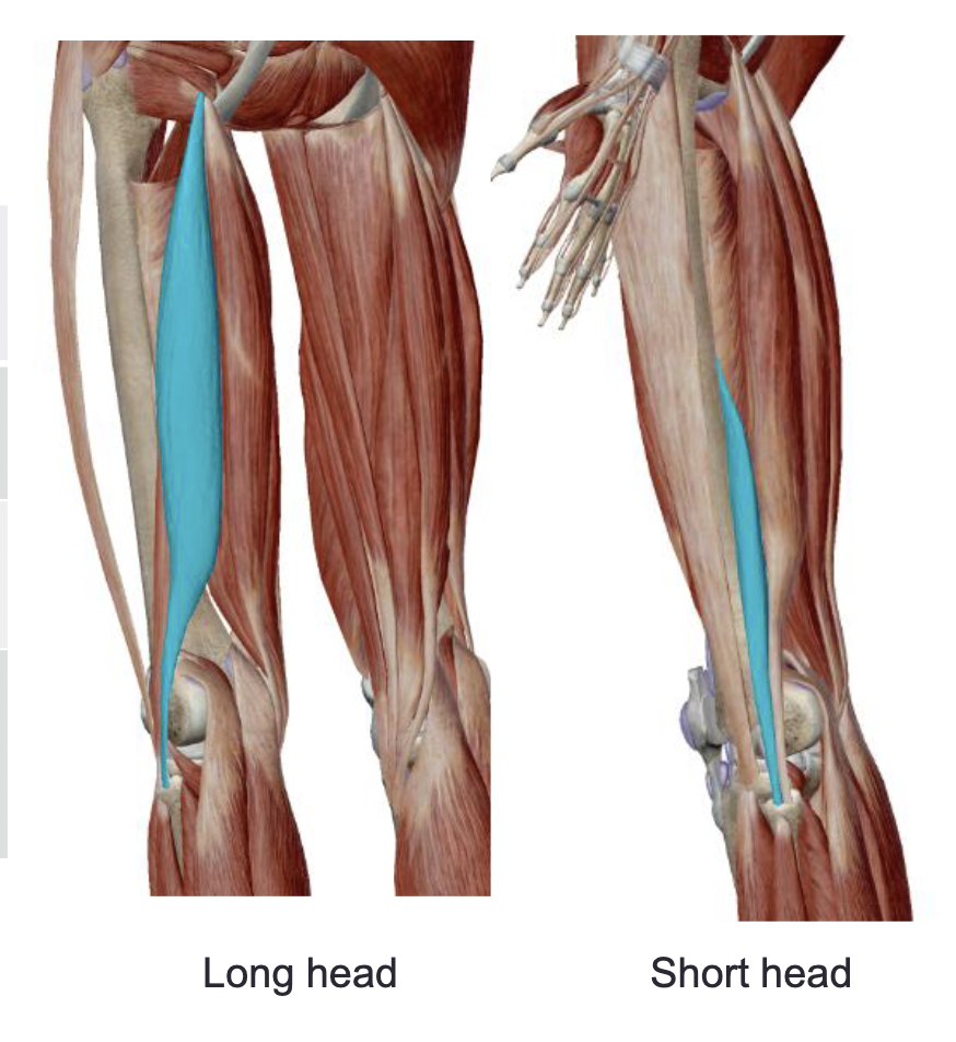 <p>What is the muscle name, its origin, its insertion, its action, and its innervation?</p>