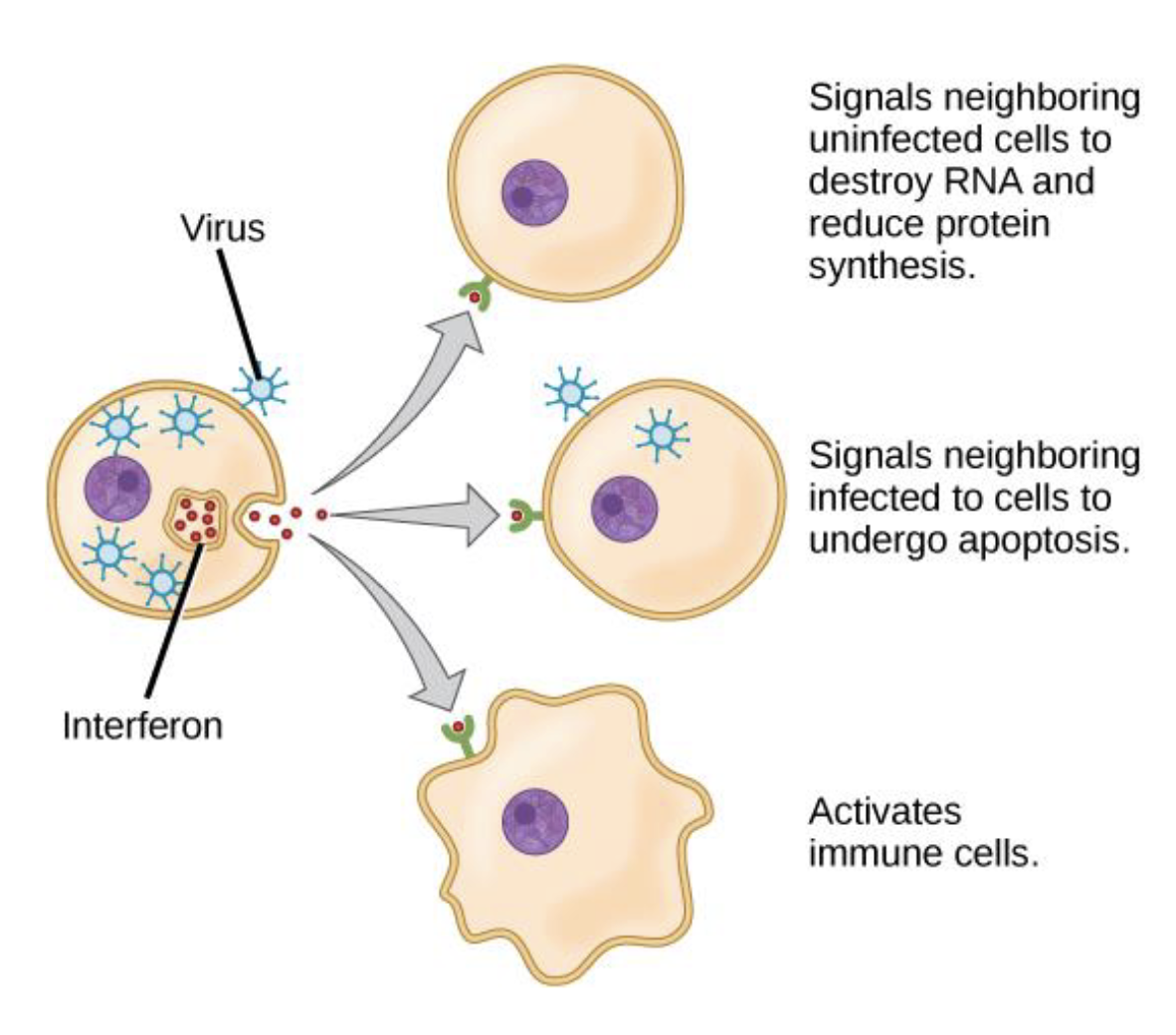 <p>When certain cells are infected, they secrete interferons</p>