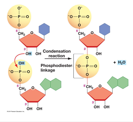 <p>Phosphodiester bonds are <strong>covalent bonds</strong> that link nucleotides together in <strong>DNA and RNA</strong>.</p><p>They form when the <strong>5′ phosphate group</strong> of one nucleotide connects to the <strong>3′ hydroxyl group</strong> of the next nucleotide.</p><p>This creates the <strong>sugar-phosphate backbone</strong> of nucleic acids.</p>
