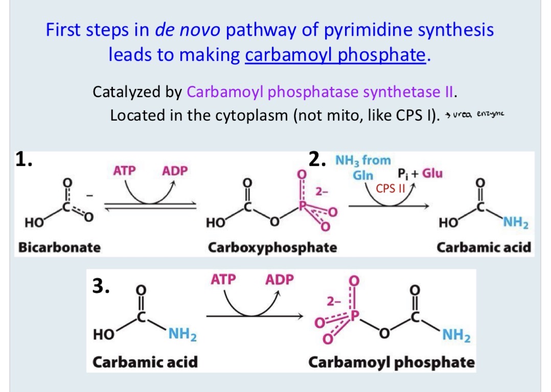 <p>The synthesis of carbamoyl phosphate catalyzed by CPS II</p>